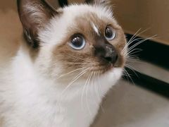 -瑞鹏宠物医院·普外科·影像科·皮肤科(城市山谷分院)