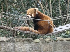 -上海野生动物园