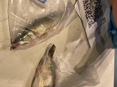 桂花鱼-盒马鲜生(皇庭广场店)