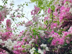 -深圳国际园林花卉博览园