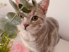 -1013 PET SHOP 宠物商店(近铁城市广场店)