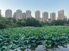 -龙头寺公园
