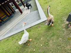 -龙华寺