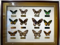 -上海昆虫博物馆