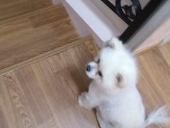 -爱妮康宠物医院·干细胞免疫细胞·肿瘤·心脏(张江店)