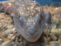-上海大自然野生昆虫馆(东方明珠·爬宠昆虫探索中心)
