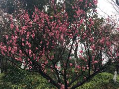 -苏州环秀晓筑养生度假村