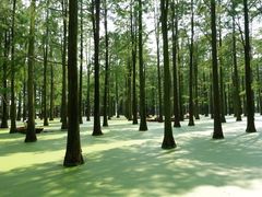 -渌洋湖湿地公园