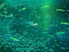 -上海海昌海洋公园
