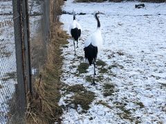 -钏路市丹顶鹤自然公园