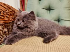 -东方名猫馆·英短金渐层布偶猫舍(环线广场1号楼店)