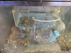 -青石桥花鸟鱼虫市场(叠翠城店)