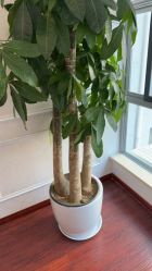 -武汉五洲整形外科医院