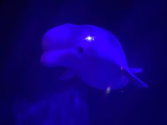 -大连圣亚海洋世界