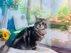 -爱洗澡的猫(望京店)