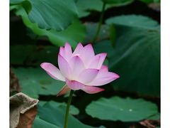 -枫千叶精致料理