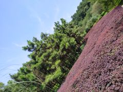 -铁山坪森林公园