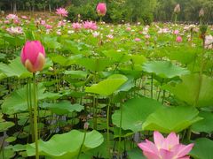 -东郊湿地公园