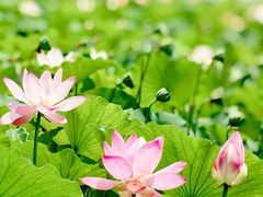 -莲花池公园