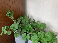-土耳其妈妈