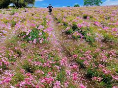 -都江堰玫瑰花溪谷