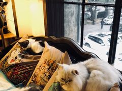 -more than meow吴止猫主题餐厅(承德 中船汇店)