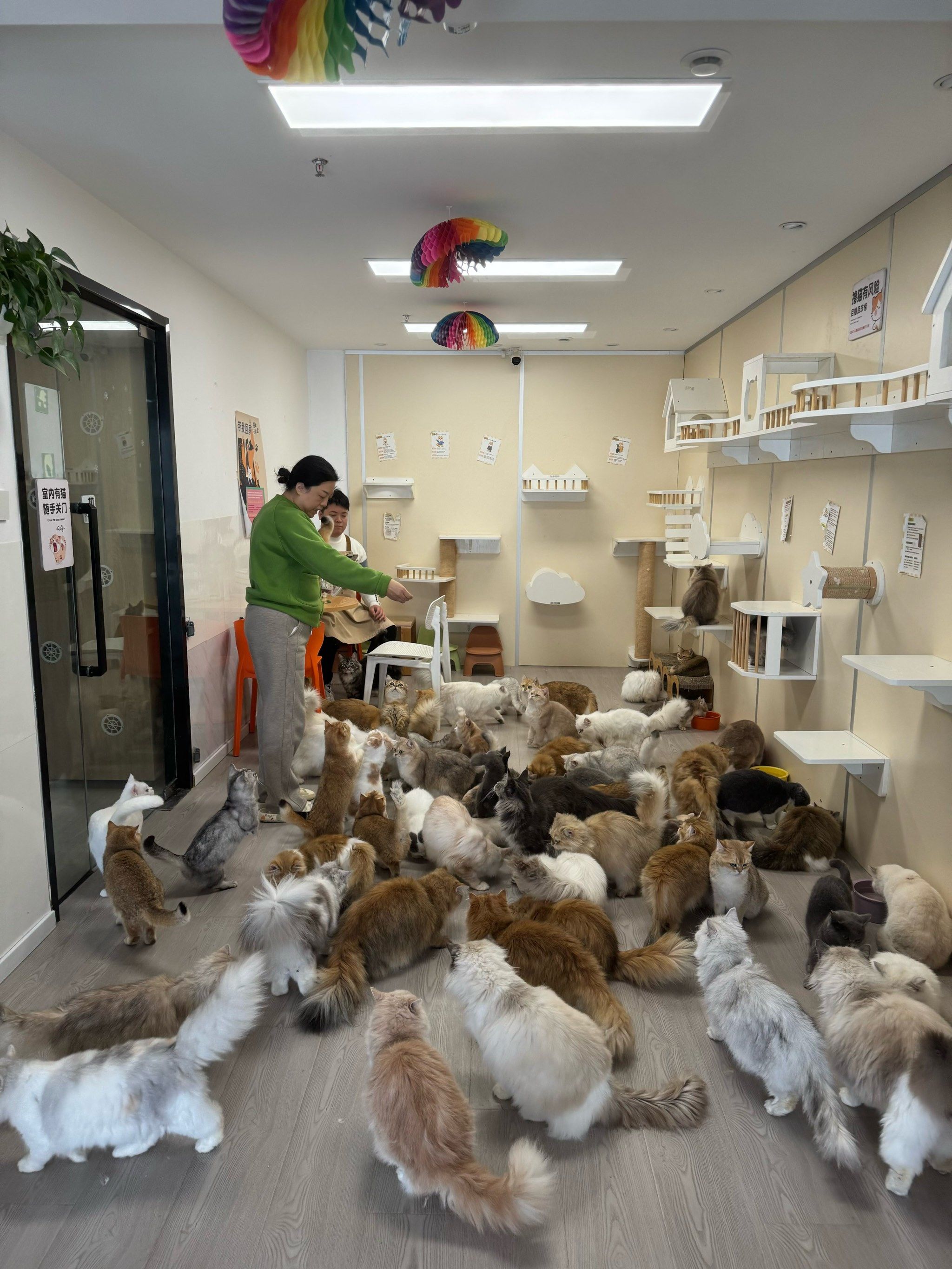 这家撸猫馆的喵星人也太会撩了吧!😻