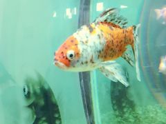 -北戴河圣蓝海洋公园