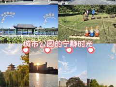 -莲花池公园