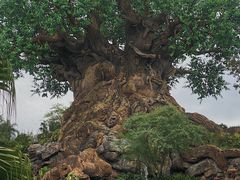 -奥兰多迪士尼动物王国乐园