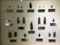 -上海昆虫博物馆