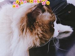 -北京赛佳动物医院