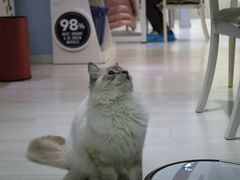 -喵的天空名猫咖啡馆·撸猫·猫舍·用品