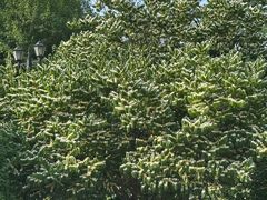 -黑龙江省森林植物园