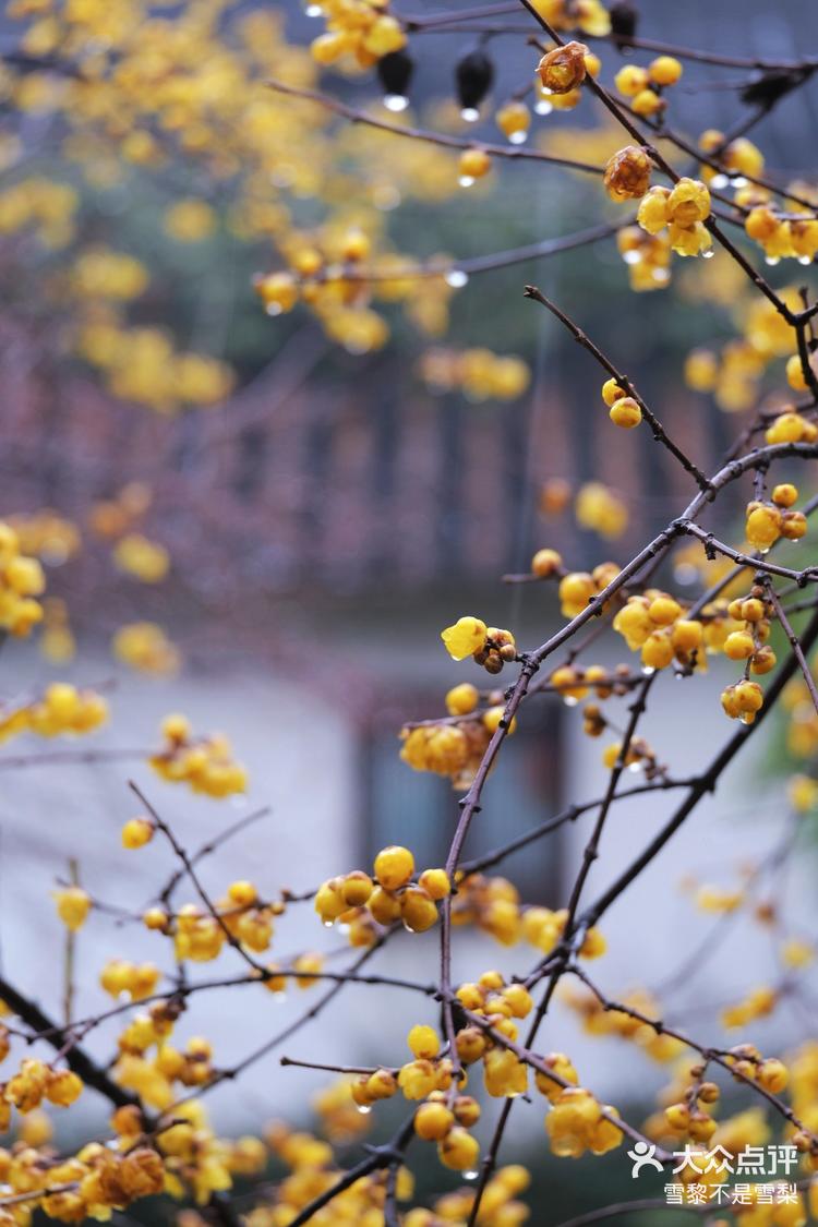 绍兴世人皆知钗头凤沈园赏梅正当时