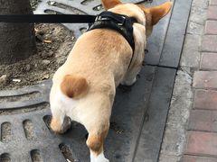 -翊宠yipet猫狗购宠庄园犬舍•猫舍