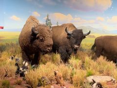 -陕西自然博物馆