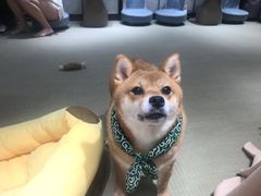 -逗柴咖啡屋·狗咖猫咖宠物桌游