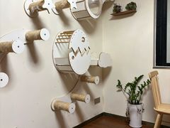 -楼上猫咖(罗湖店)