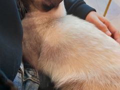 -藏猫猫咖啡主题馆(中央大道店)