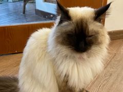 -有猫主题·治愈系猫咖(曾厝垵店)