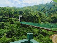 -西双版纳原始森林公园
