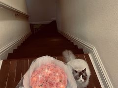 -喵zoo家庭繁育猫舍(尖东智能花园店)