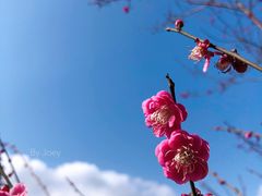 -鼓岭旅游度假区