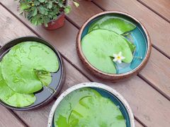 -ChaKo Flora ·茶子花艺 (市北店)