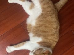 -悠尼宠物·独立低压伊珊娜洗护·美容·寄养(兰谷路店)