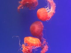 -海合安武汉极地海洋公园