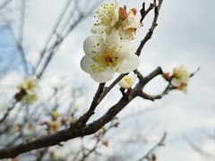 -香雪海