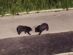 -大连森林动物园