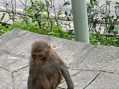 -黔灵山公园